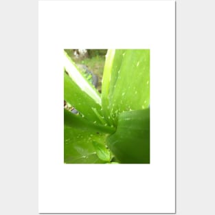 Aloe vera Posters and Art